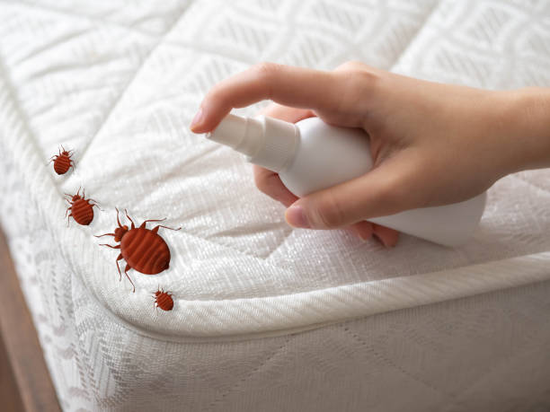 Best Spider Control Near Me  in Poquonock Bridge, CT