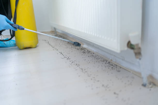 Best Pest Control Near Me in Poquonock Bridge, CT