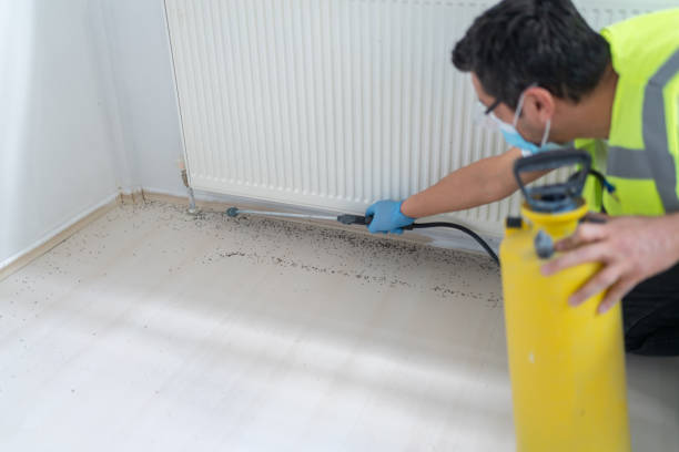Best Wasp Removal Services  in Poquonock Bridge, CT